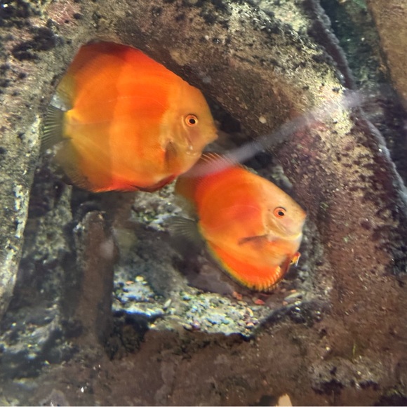 Meet your Posher, BZ - Picture 1 of 1